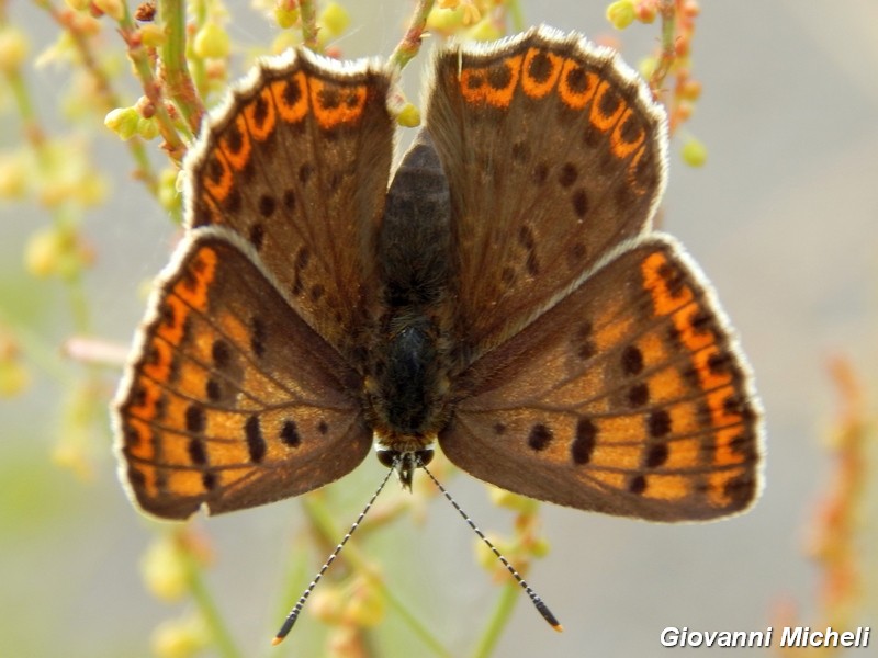 Lycaena tityrus